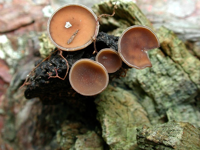 Brauner Eichelbecherling, Ciboria batschiana