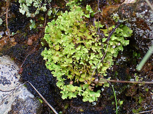 Blättrige Cladonie