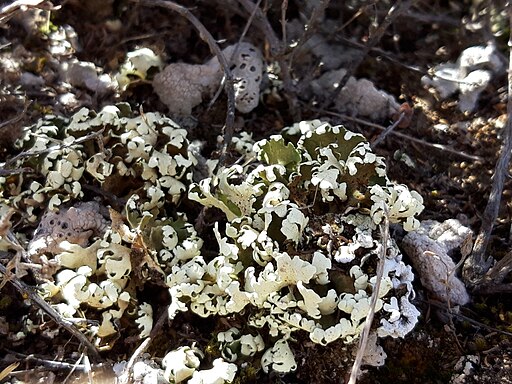 Blättrige Cladonie, Cladonia foliacea