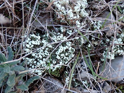 Blättrige Cladonie, Cladonia foliacea