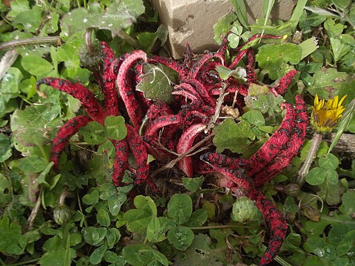 Tintenfischpilz, Clathrus archeri