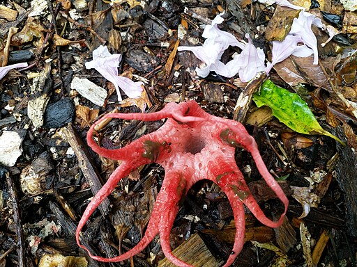 Tintenfischpilz, Clathrus archeri