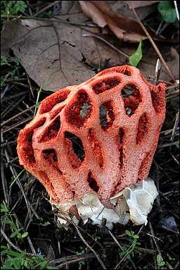 Roter Gitterling