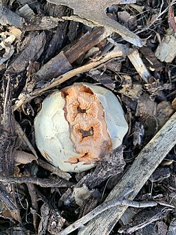Roter Gitterling, Clathrus ruber