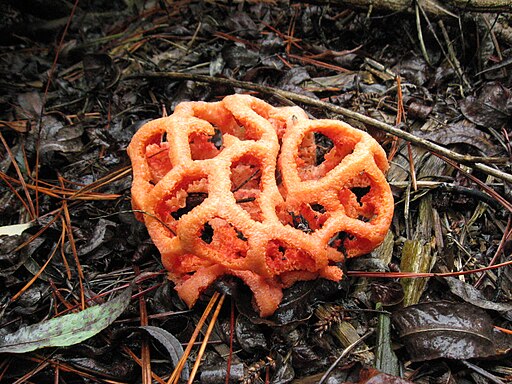 Roter Gitterling, Clathrus ruber