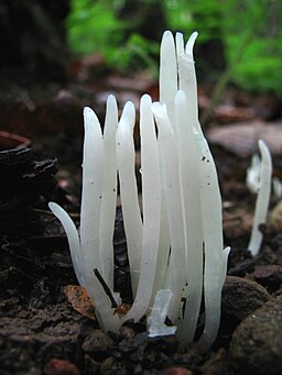 Keulchen, Clavaria