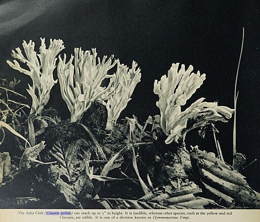 Keulchen, Clavaria