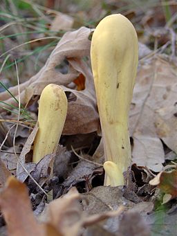 Herkules-Riesenkeule