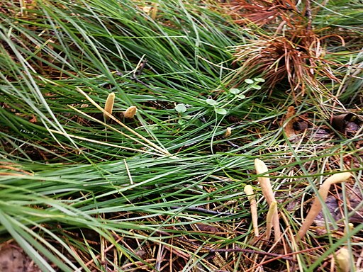 Herkules-Riesenkeule, Clavariadelphus pistillaris