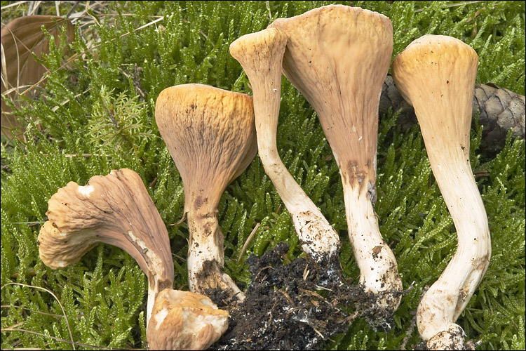 Abgestutzte Riesenkeule