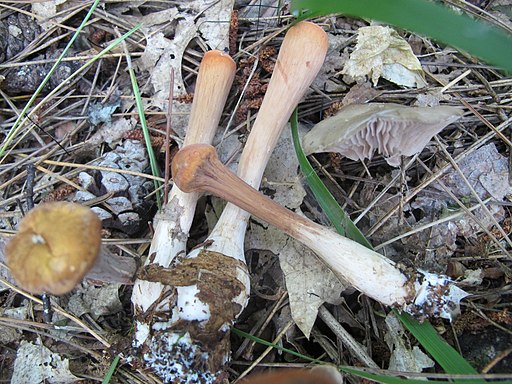Abgestutzte Riesenkeule, Clavariadelphus truncatus