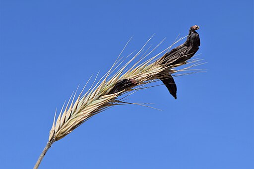 Purpurbrauner Mutterkornpilz, Claviceps purpurea