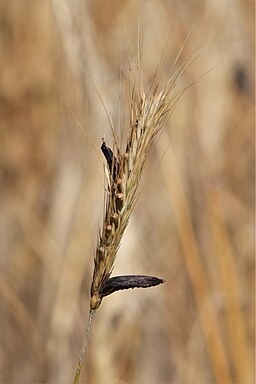 Purpurbrauner Mutterkornpilz, Claviceps purpurea