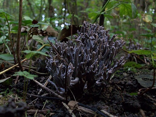Graue Koralle, Clavulina cinerea
