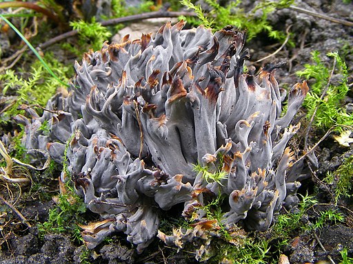 Graue Koralle, Clavulina cinerea