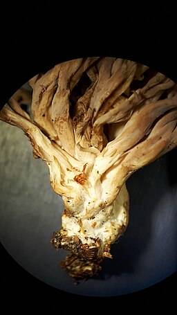 Kammförmiger Keulenpilz, Clavulina coralloides