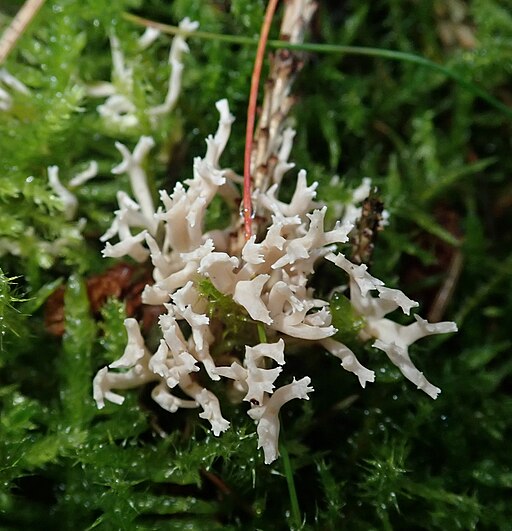 Kammförmiger Keulenpilz, Clavulina coralloides