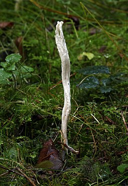 Runzeliger Keulenpilz, Clavulina rugosa