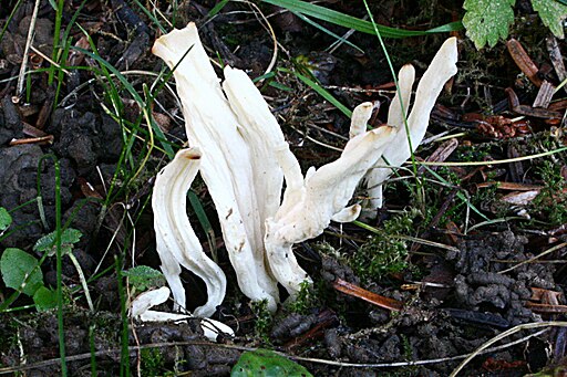 Runzeliger Keulenpilz, Clavulina rugosa