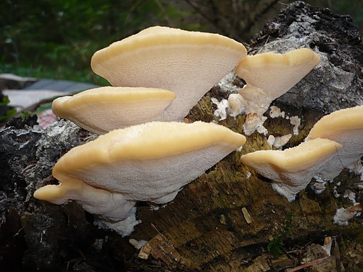Nordischer Porling, Climacocystis borealis