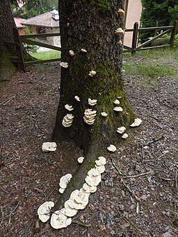 Nordischer Porling, Climacocystis borealis