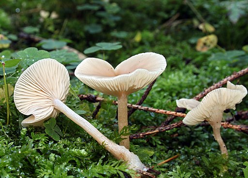 Langstieliger Duft-Trichterling, Clitocybe fragrans