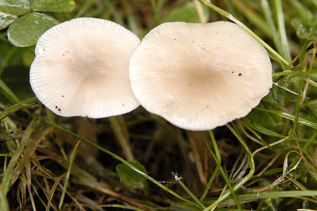 Langstieliger Duft-Trichterling, Clitocybe fragrans