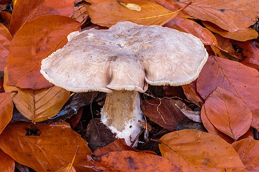Nebelgrauer Trichterling, Clitocybe nebularis