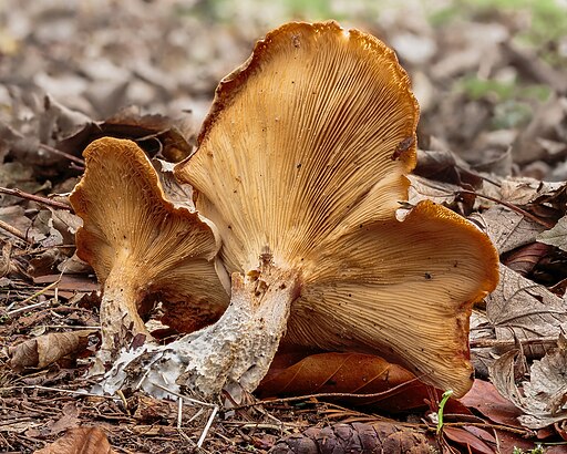 Nebelgrauer Trichterling, Clitocybe nebularis