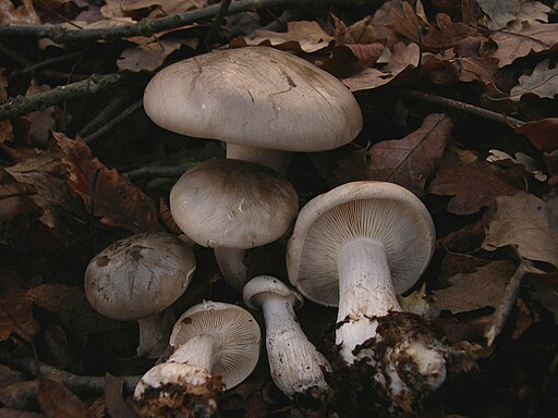 Nebelgrauer Trichterling, Clitocybe nebularis