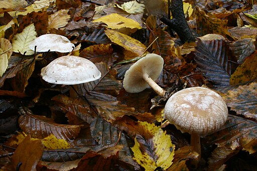 Bleiweißer Firnis-Trichterling, Clitocybe phyllophila