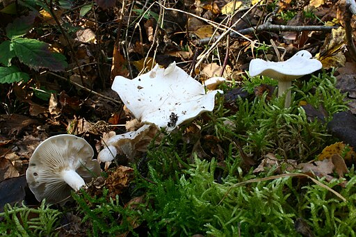 Bleiweißer Firnis-Trichterling, Clitocybe phyllophila