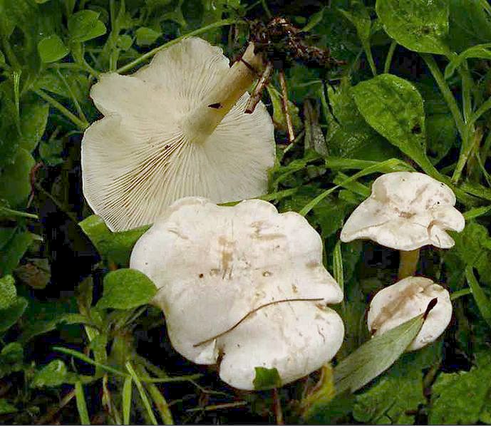 Feld-Trichterling, Clitocybe quisquiliarum