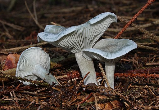 Trichterlinge, Clitocybe sinopica