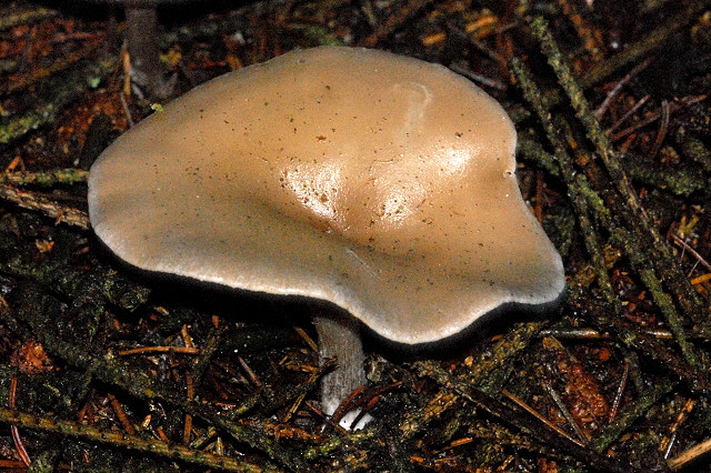 Trichterlinge, Clitocybe sinopica