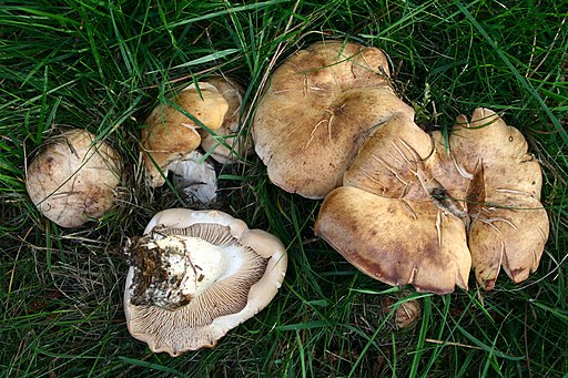 Würziger Tellerling, Clitopilus geminus