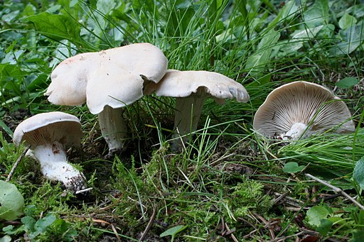 Würziger Tellerling, Clitopilus geminus