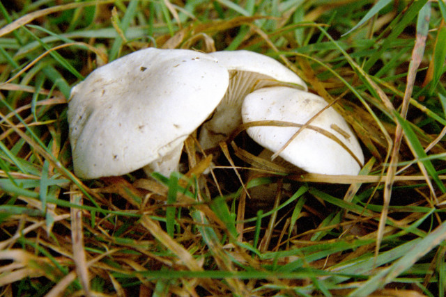 Mehl-Räsling, Clitopilus prunulus