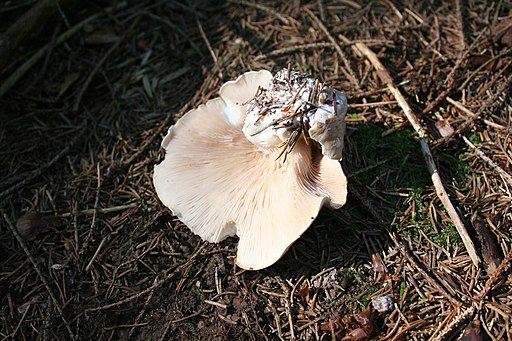 Mehl-Räsling, Clitopilus prunulus