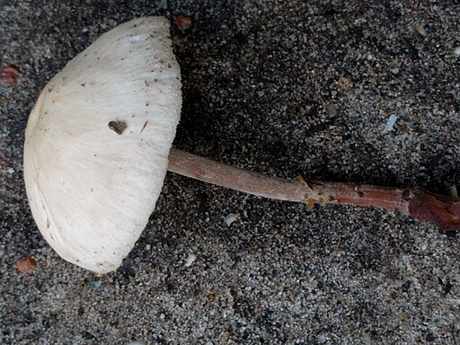 Knopfstieliger Rübling