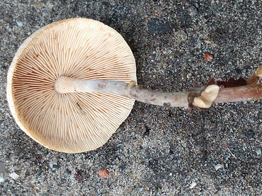 Knopfstieliger Rübling, Collybiopsis confluens