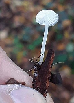 Ästchen-Zwergschwindling, Collybiopsis ramealis