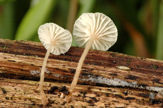 Ästchen-Zwergschwindling, Collybiopsis ramealis