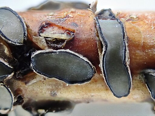 Eichen-Schildbecherling, Colpoma quercinum