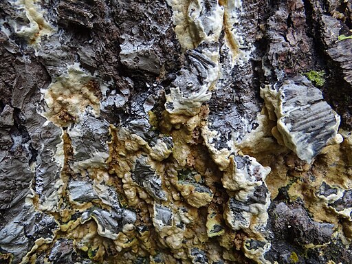 Brauner Kellerschwamm, Coniophora puteana