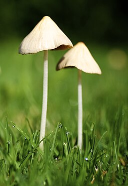 Milchweißes Samthäubchen, Conocybe albipes