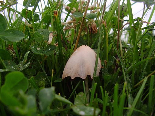 Milchweißes Samthäubchen, Conocybe albipes