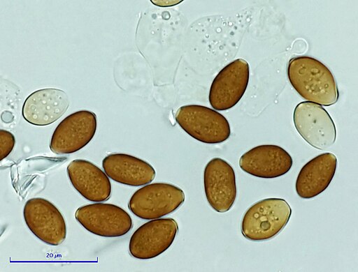 Milchweißes Samthäubchen, Conocybe albipes