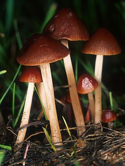 Roststieliges Samthäubchen