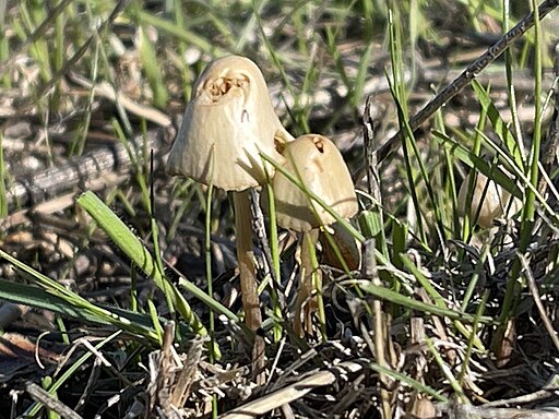 Roststieliges Samthäubchen, Conocybe tenera